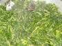 broccoletti ripassati con aglio, olio e uajana