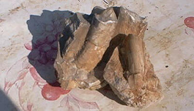 Un fossile gasteropode 