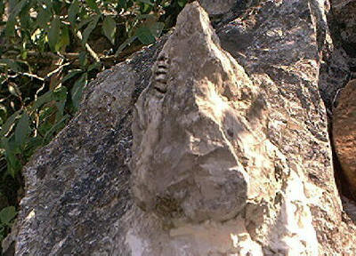 Un gasteropode nella pietra