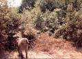 Una scimmia fotografata nel Parco del Rurindi, Zaire 25 giugno 1981, in cerca di cibo a 50 di temperatura.